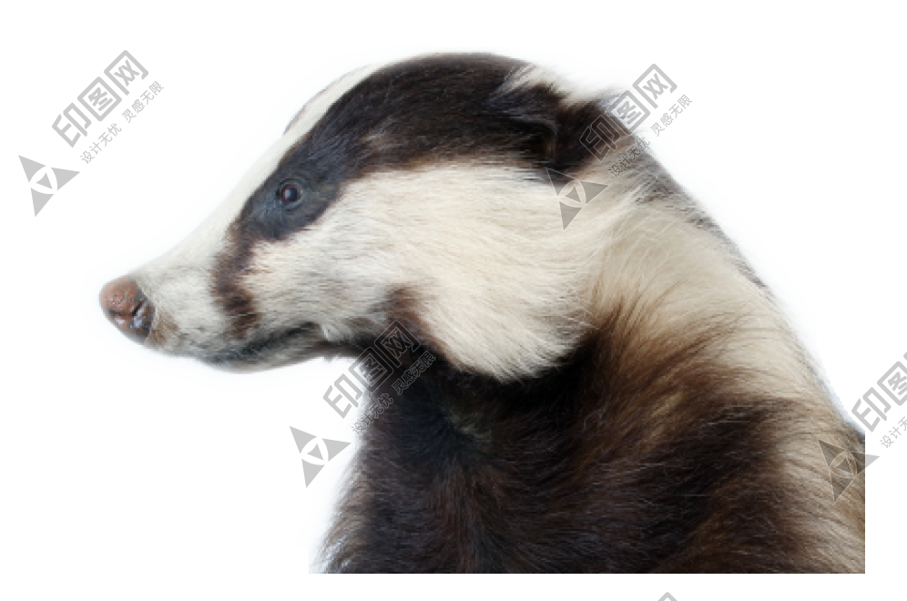 獾_badger_badger