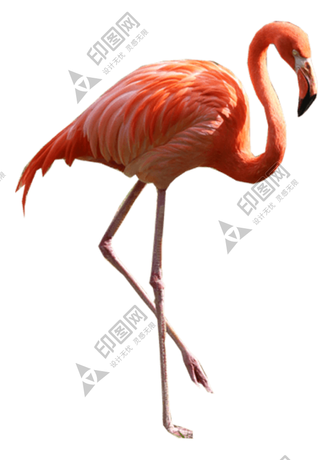 鳥_紅鶴_火烈鳥_紅鸛_flamingo_flamingo
