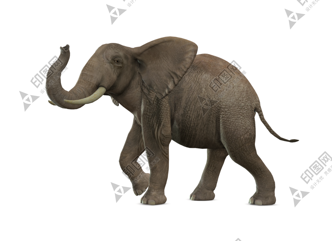 象_大象_elephants_elephants