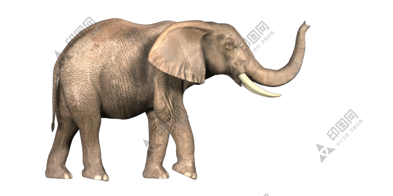 象_大象_elephants_elephants