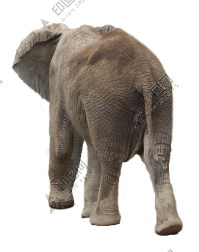 象_大象_elephants_elephants