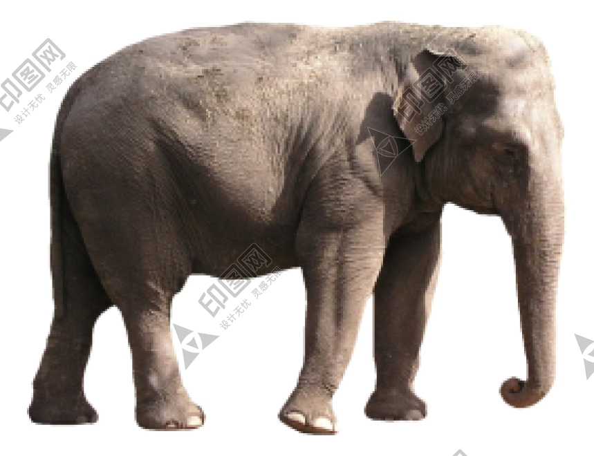 象_大象_elephants_elephants