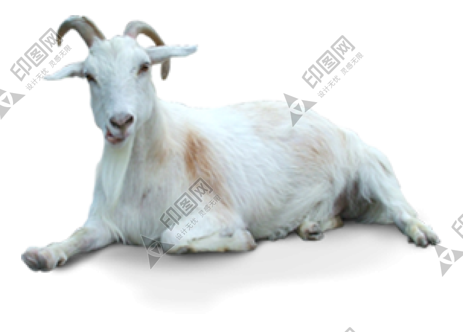 山羊_羊_goat_goat