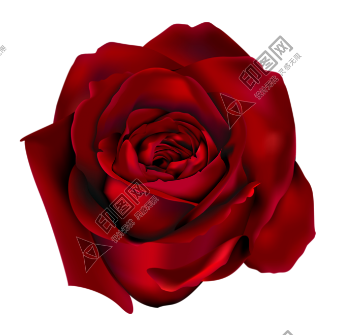 玫瑰_薔薇_花朵_花_玫瑰花_rose_rose