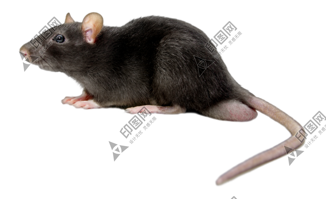 老鼠_田鼠_rat_mouse