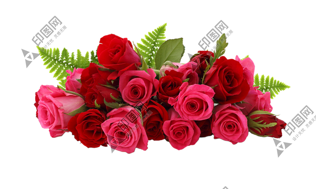 玫瑰_薔薇_花朵_花_玫瑰花_rose_rose