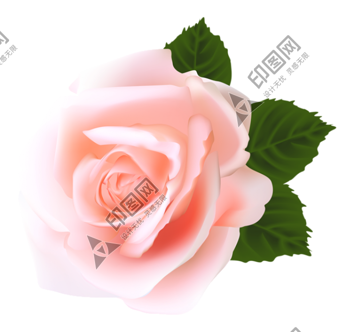 玫瑰_薔薇_花朵_花_玫瑰花_rose_rose