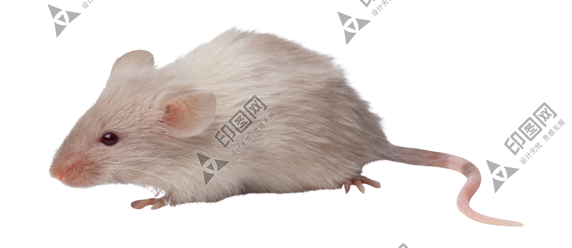 老鼠_田鼠_rat_mouse