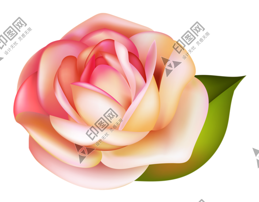 玫瑰_薔薇_花朵_花_玫瑰花_rose_rose