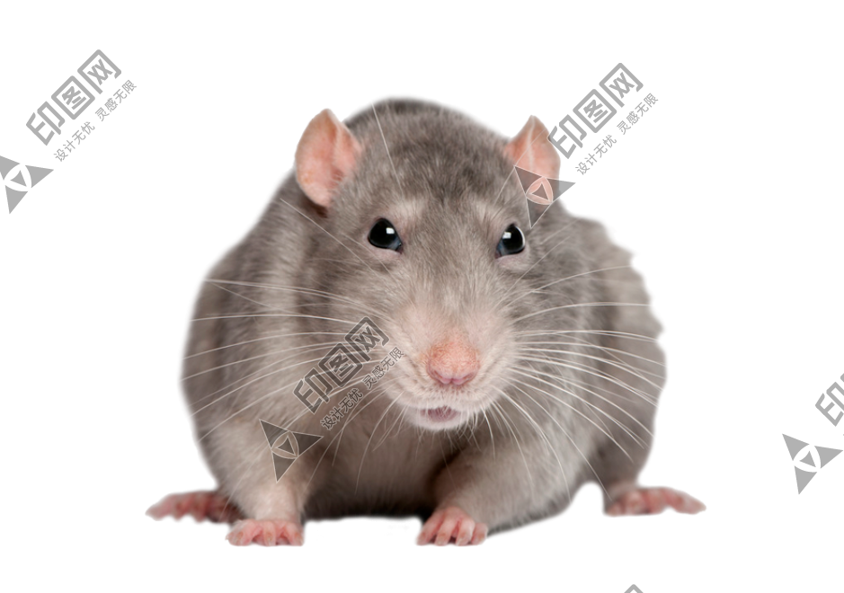老鼠_田鼠_rat_mouse