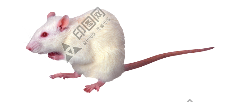 老鼠_田鼠_rat_mouse