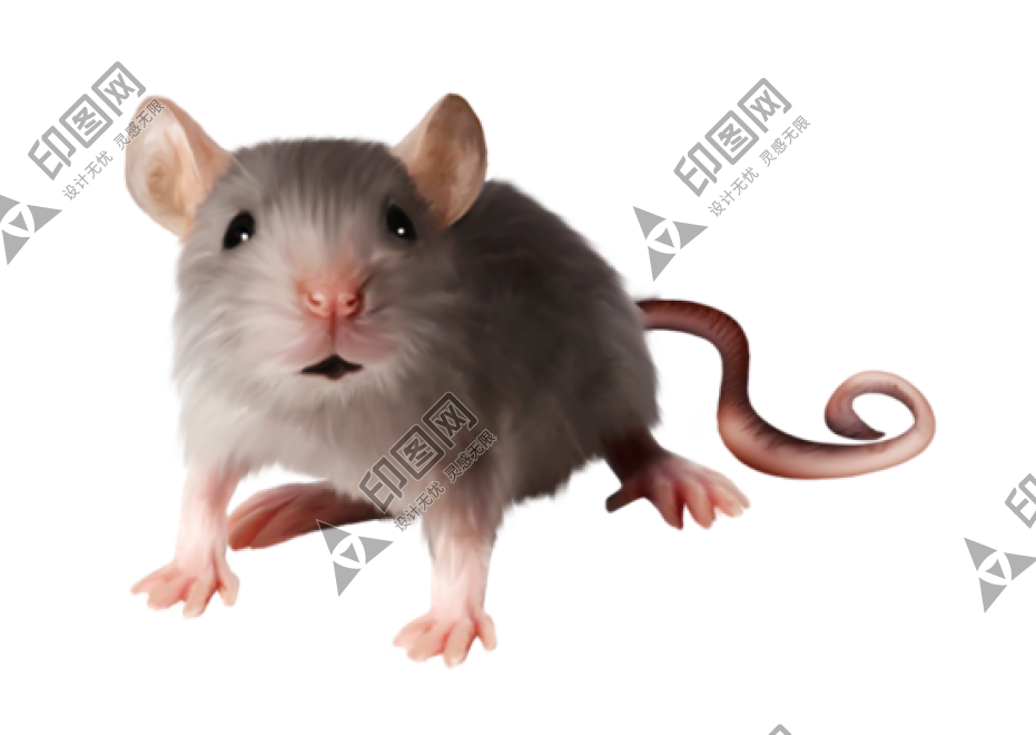 老鼠_田鼠_rat_mouse