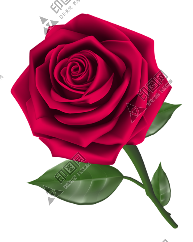玫瑰_薔薇_花朵_花_玫瑰花_rose_rose