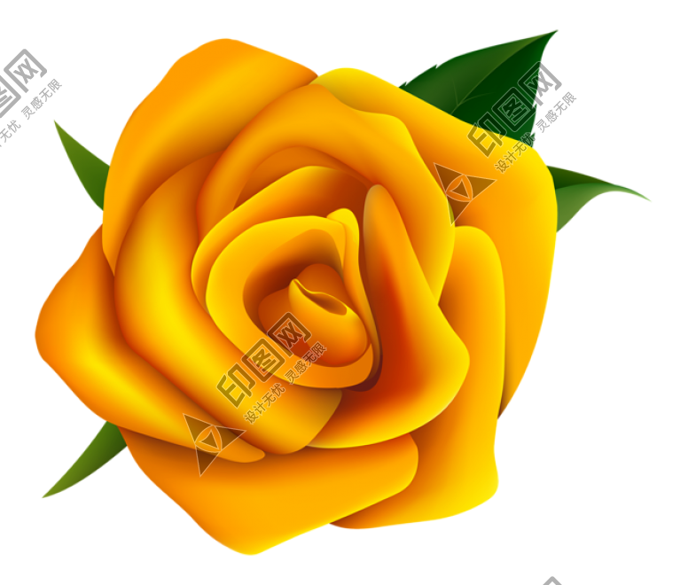 玫瑰_薔薇_花朵_花_玫瑰花_rose_rose