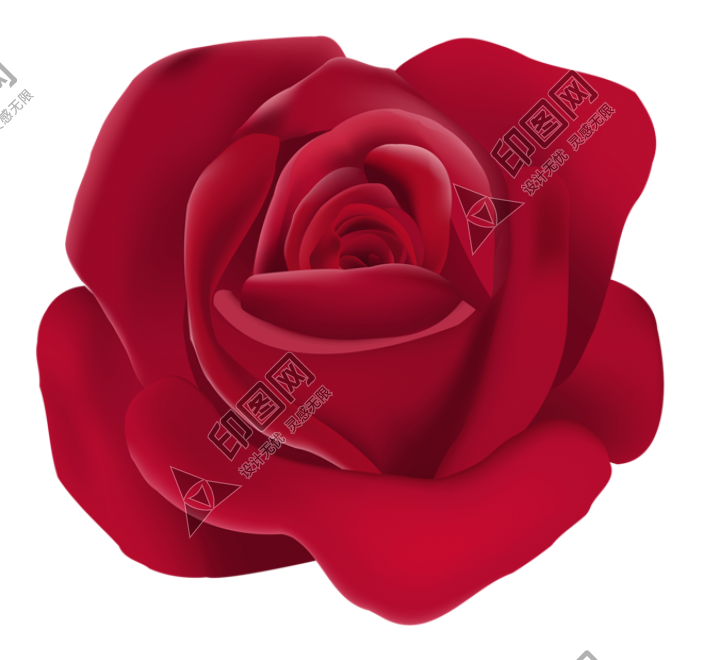 玫瑰_薔薇_花朵_花_玫瑰花_rose_rose