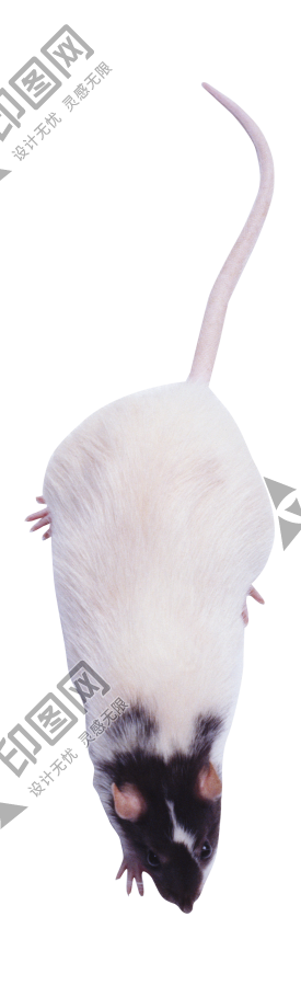 老鼠_田鼠_rat_mouse