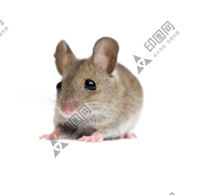 老鼠_田鼠_rat_mouse
