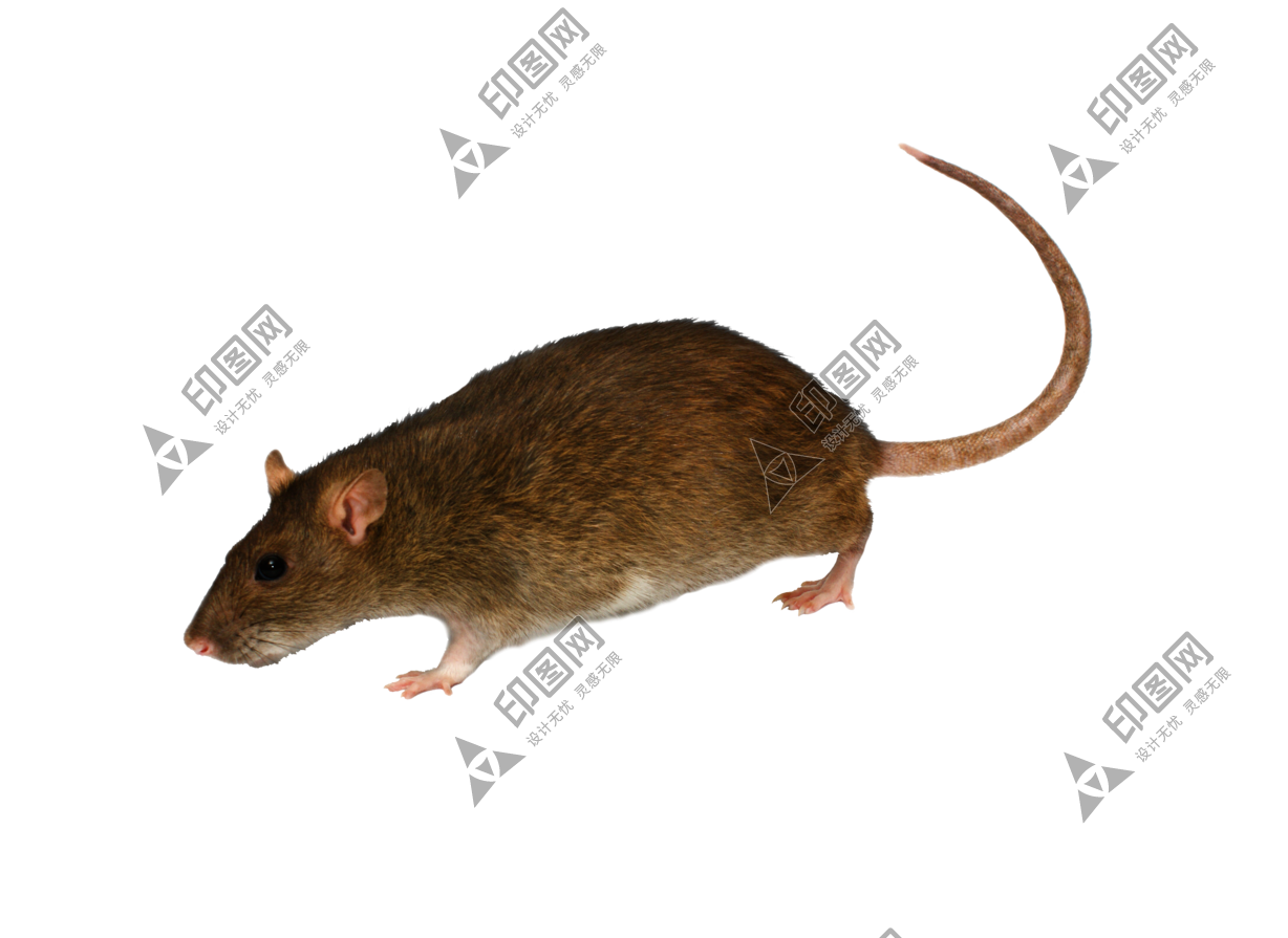 老鼠_田鼠_rat_mouse