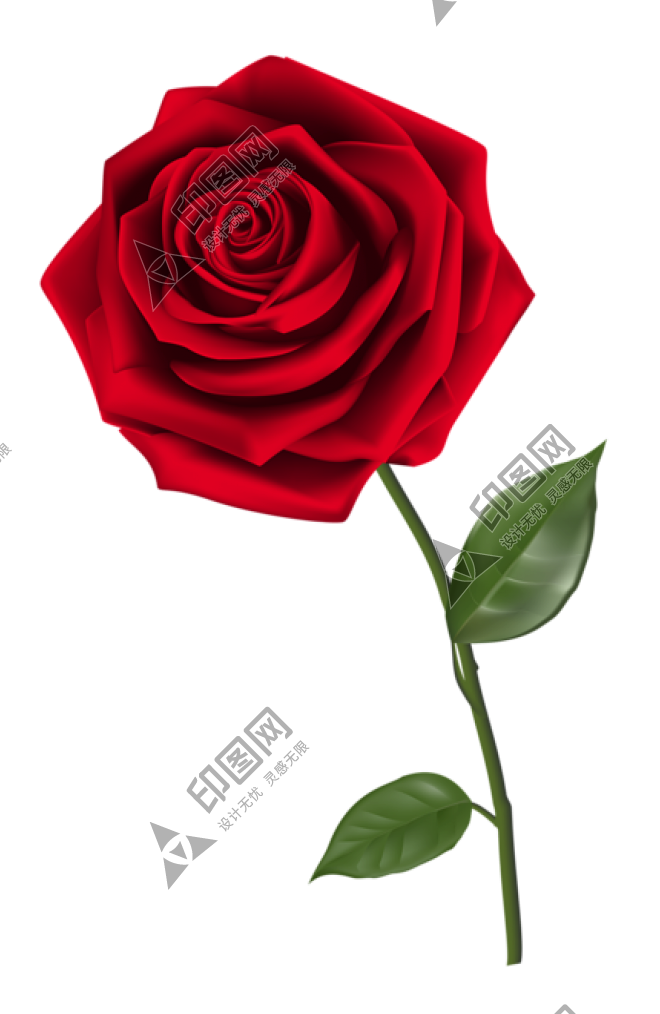 玫瑰_薔薇_花朵_花_玫瑰花_rose_rose