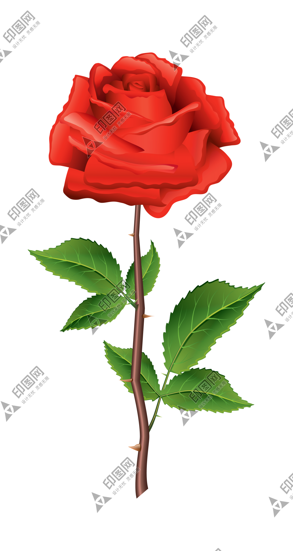 玫瑰_薔薇_花朵_花_玫瑰花_rose_rose