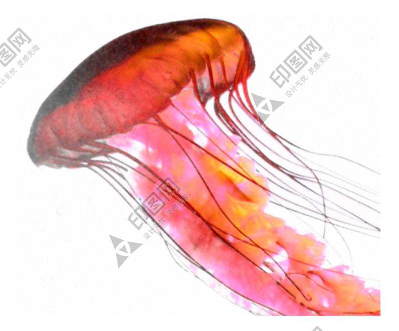 水母_海蜇_jellyfish_jellyfish