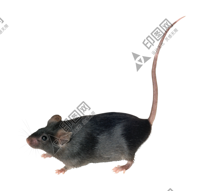 老鼠_田鼠_rat_mouse