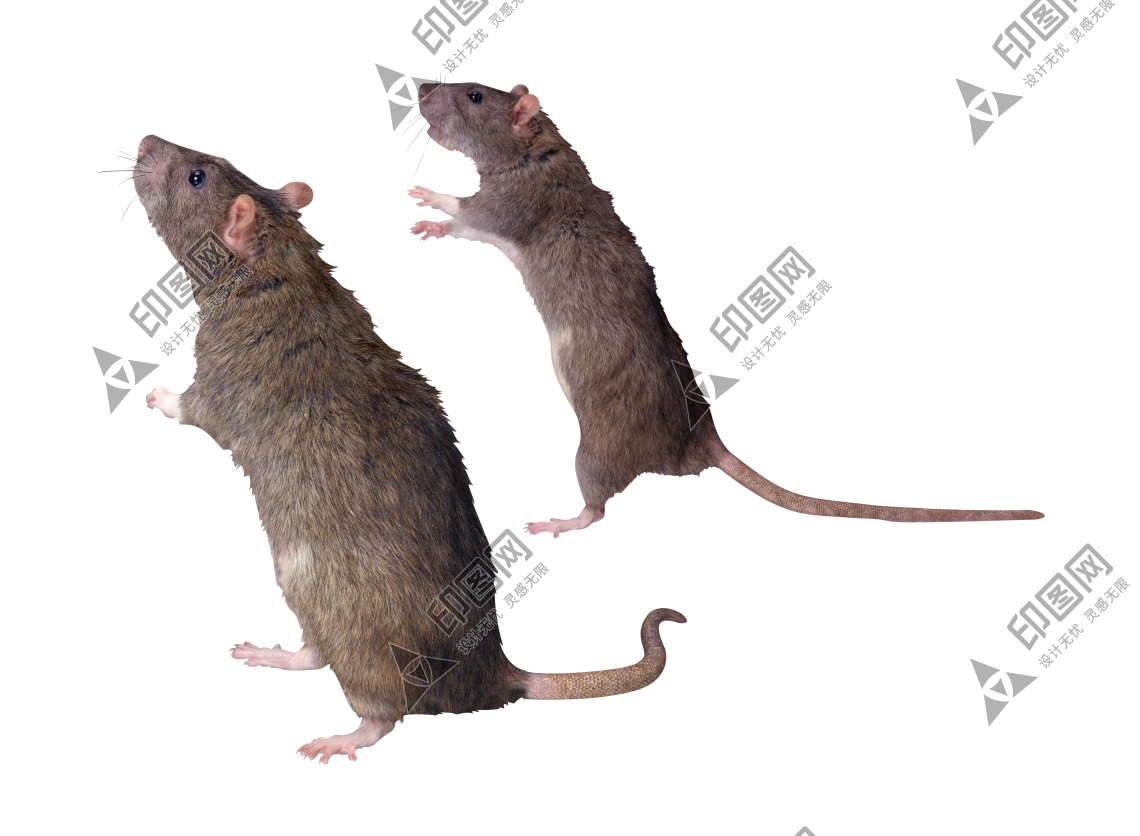 老鼠_田鼠_rat_mouse