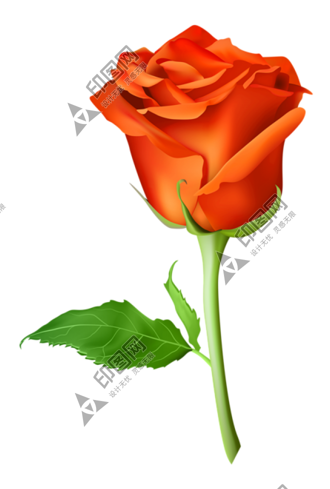 玫瑰_薔薇_花朵_花_玫瑰花_rose_rose
