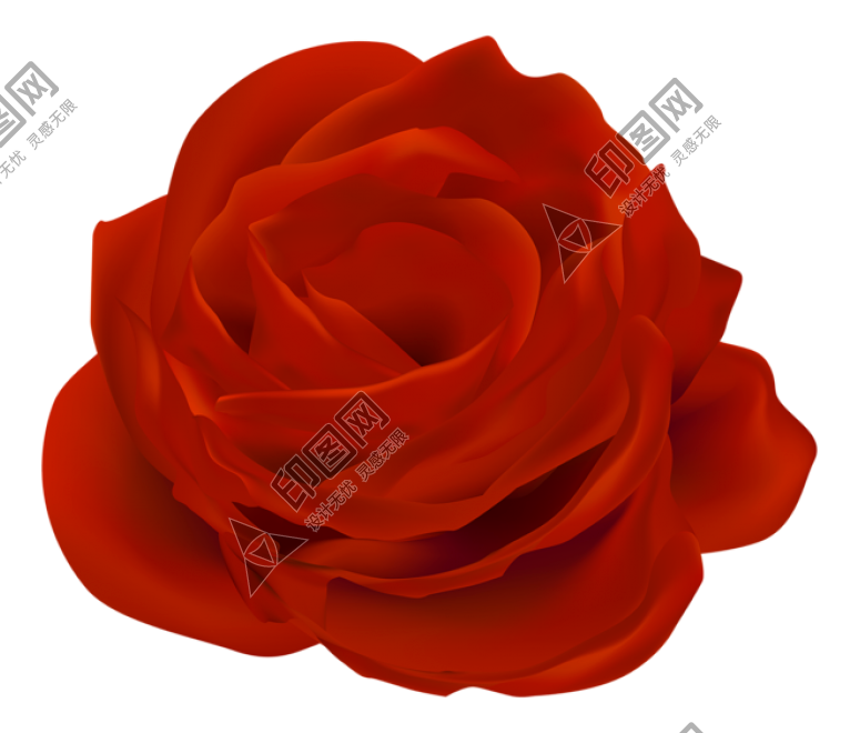 玫瑰_薔薇_花朵_花_玫瑰花_rose_rose
