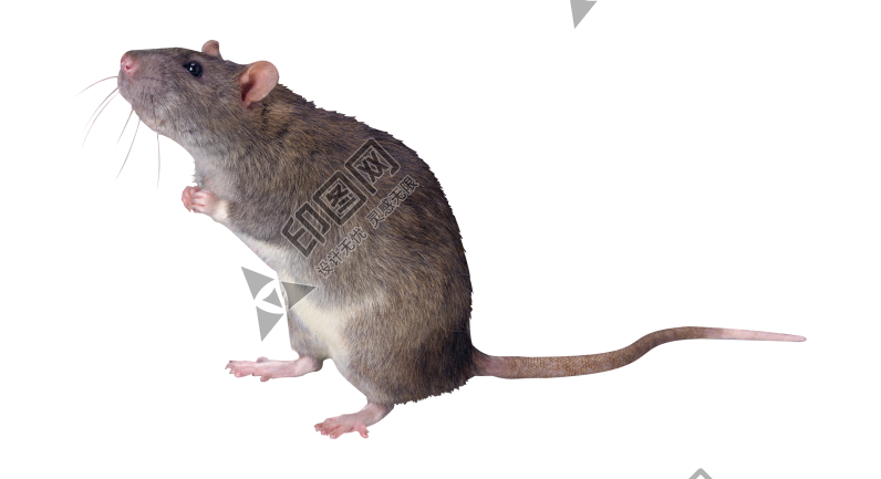 老鼠_田鼠_rat_mouse