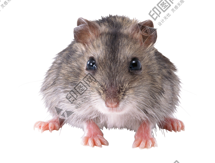 老鼠_田鼠_rat_mouse
