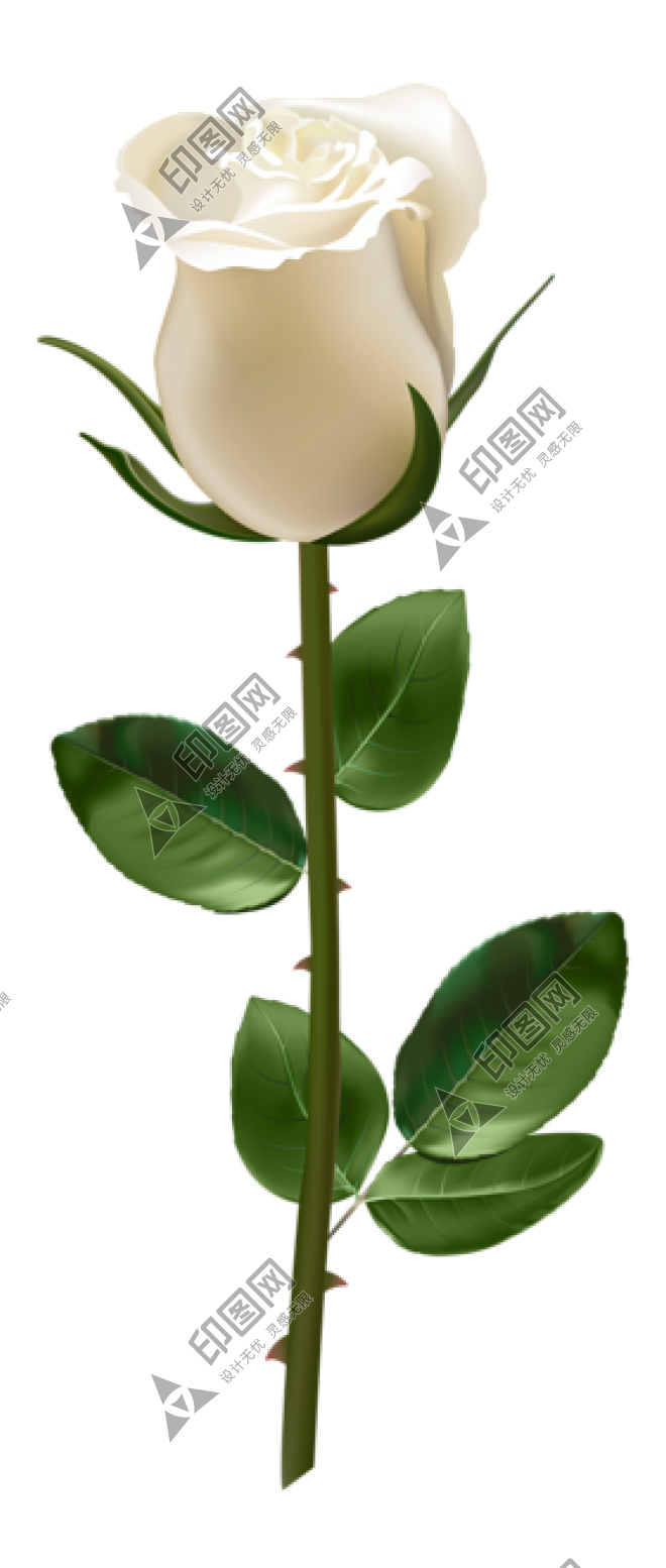 玫瑰_薔薇_花朵_花_玫瑰花_rose_rose