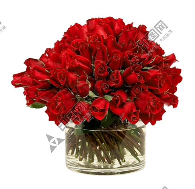 玫瑰_薔薇_花朵_花_玫瑰花_rose_rose