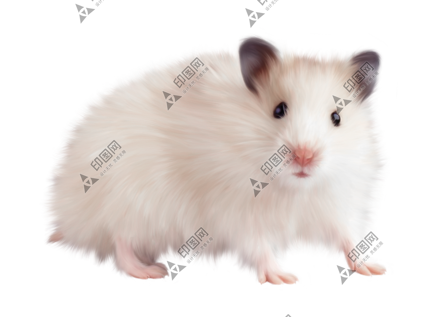 老鼠_田鼠_rat_mouse