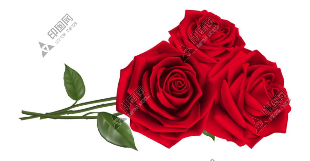 玫瑰_薔薇_花朵_花_玫瑰花_rose_rose