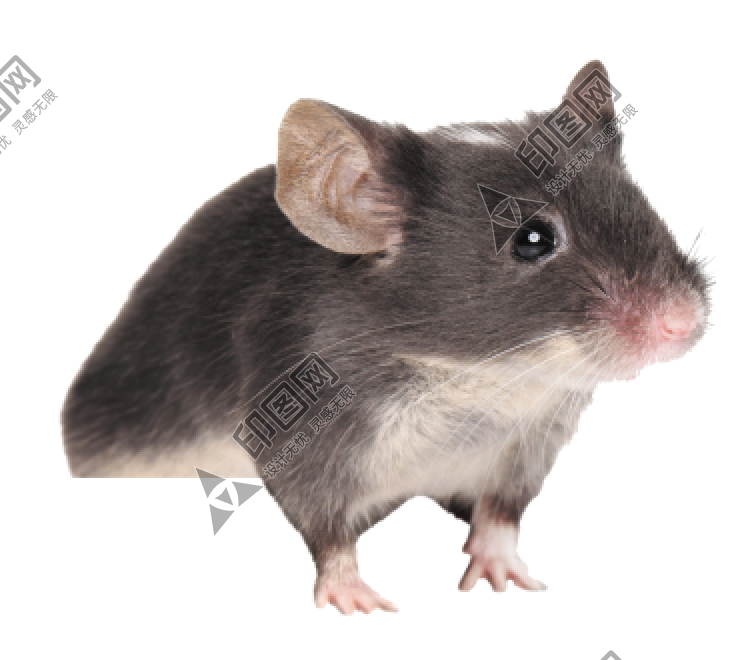 老鼠_田鼠_rat_mouse