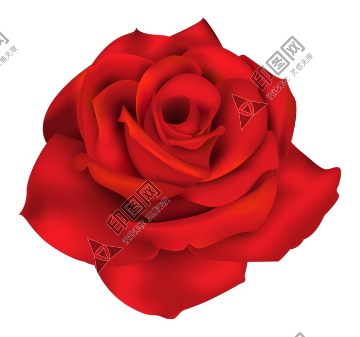 玫瑰_薔薇_花朵_花_玫瑰花_rose_rose