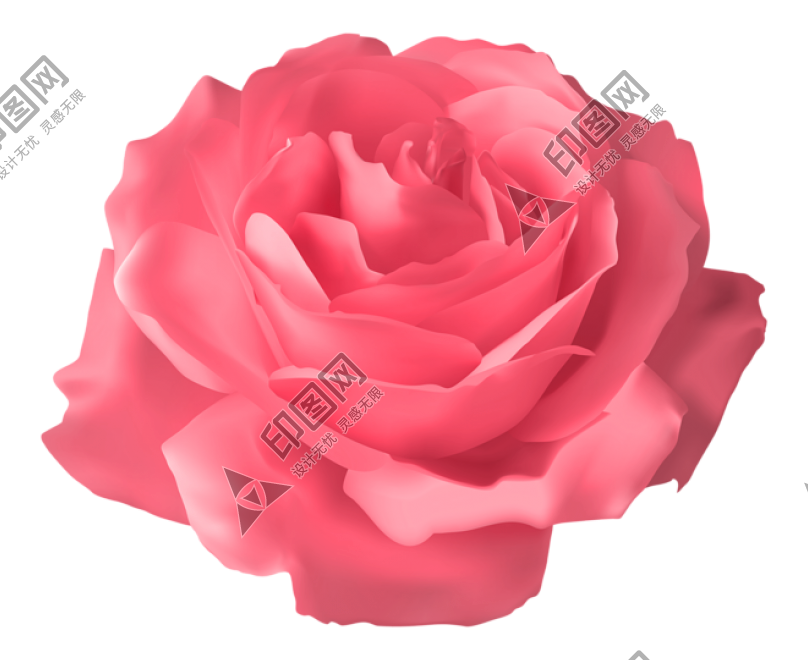 玫瑰_薔薇_花朵_花_玫瑰花_rose_rose
