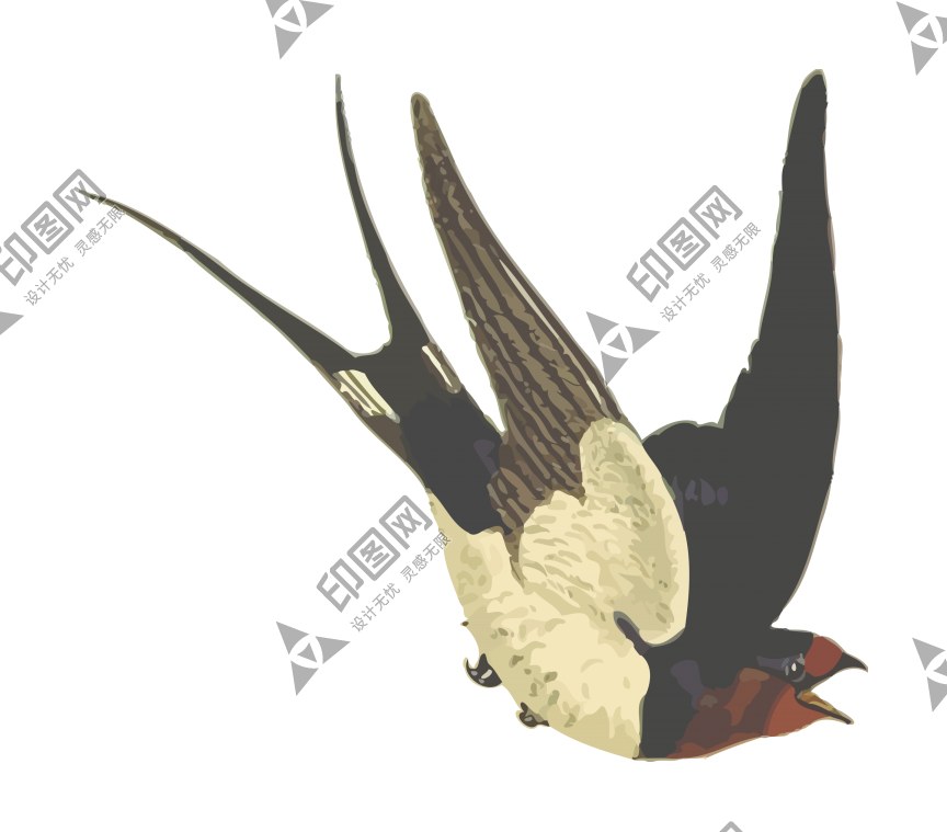 鳥_燕子_燕_swallow_swallow