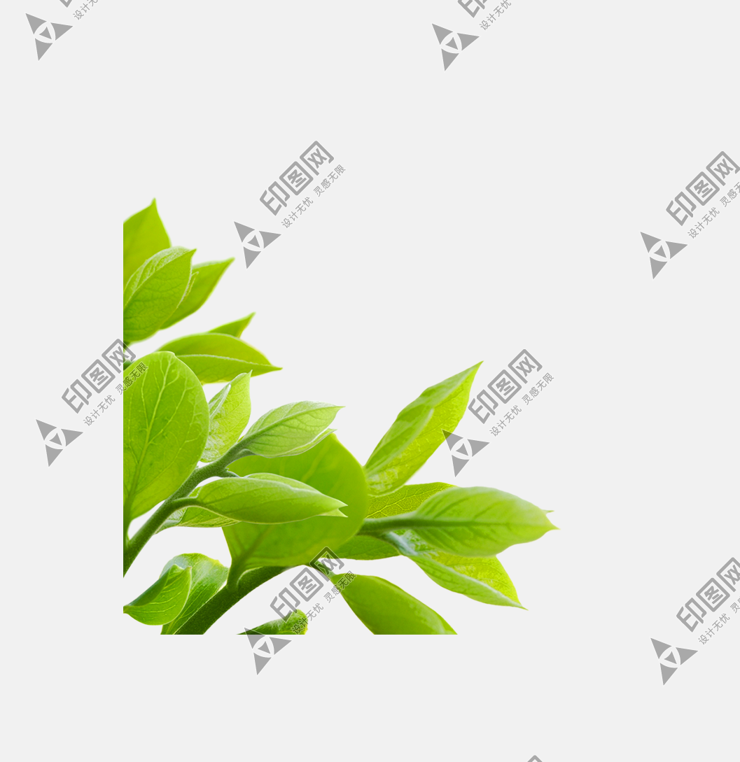 png綠色植物樹葉樹木