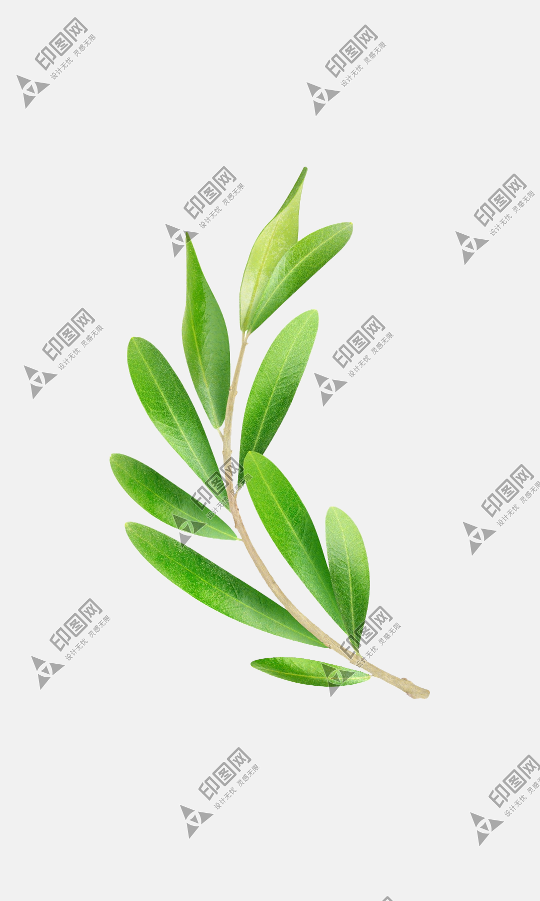 橄欖葉 橄欖枝 橄欖植物 橄欖果png