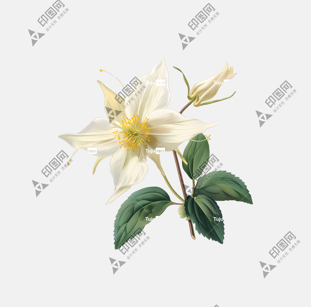 春花—白色鐵線蓮花，黃色中心，健康植物