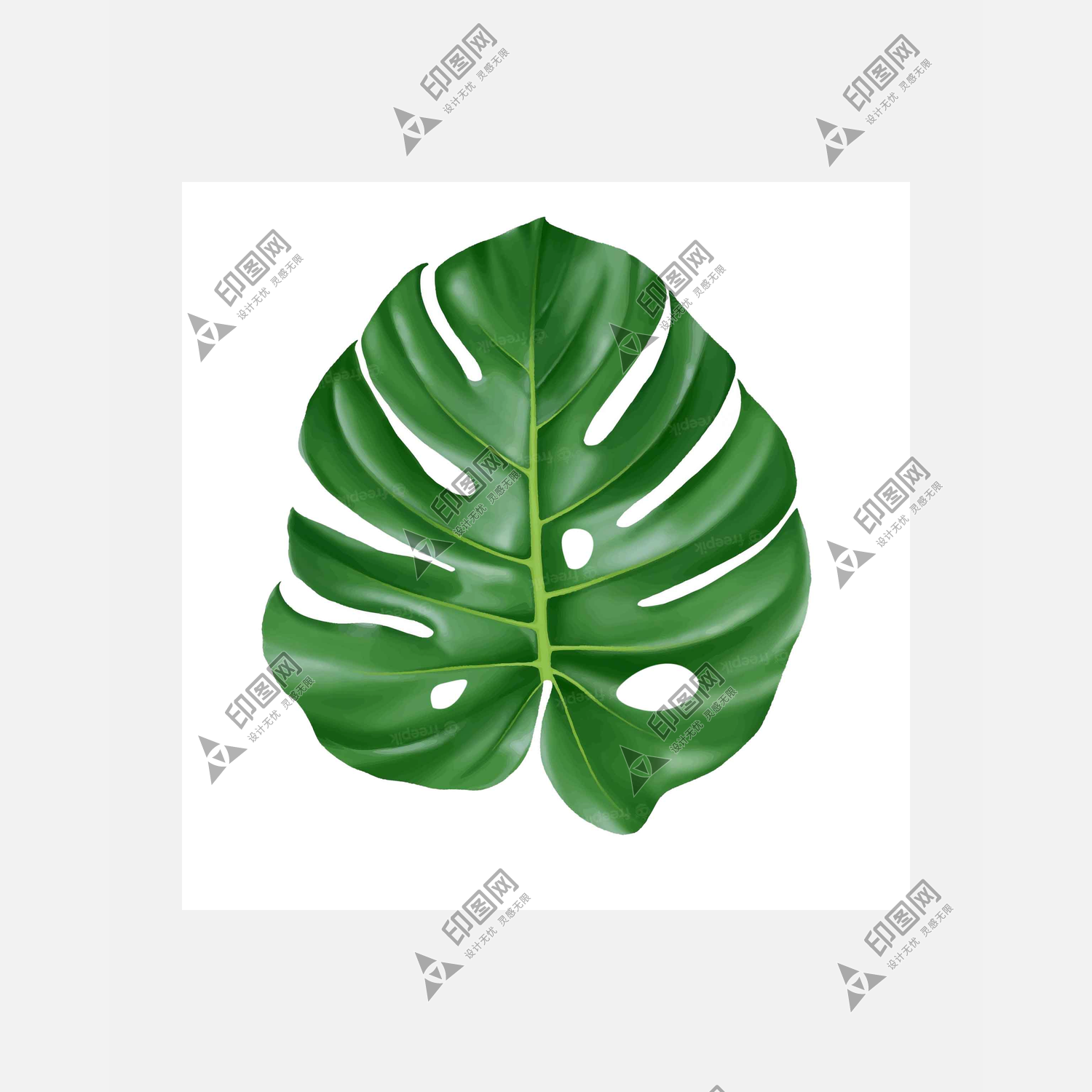 龜背竹