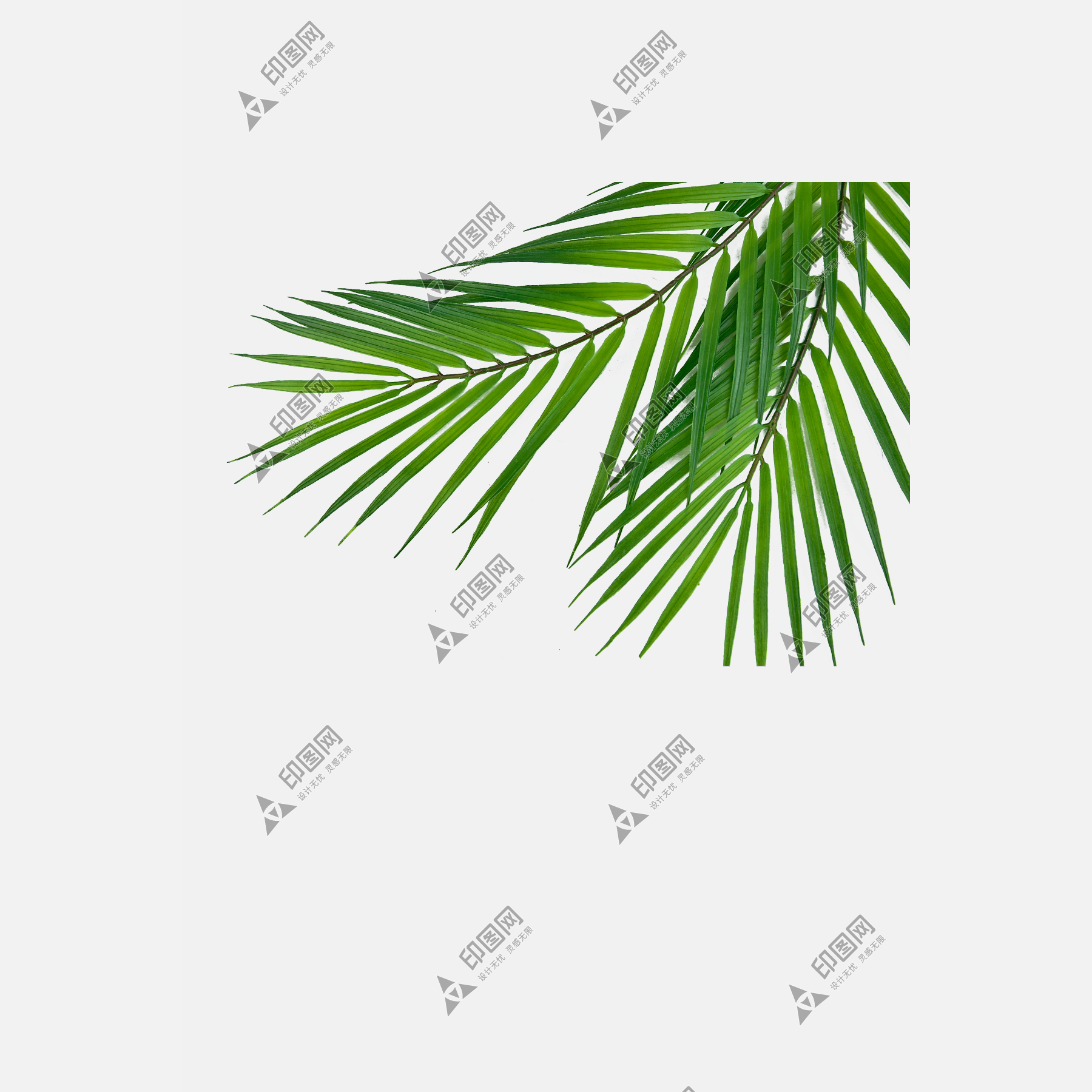 綠植