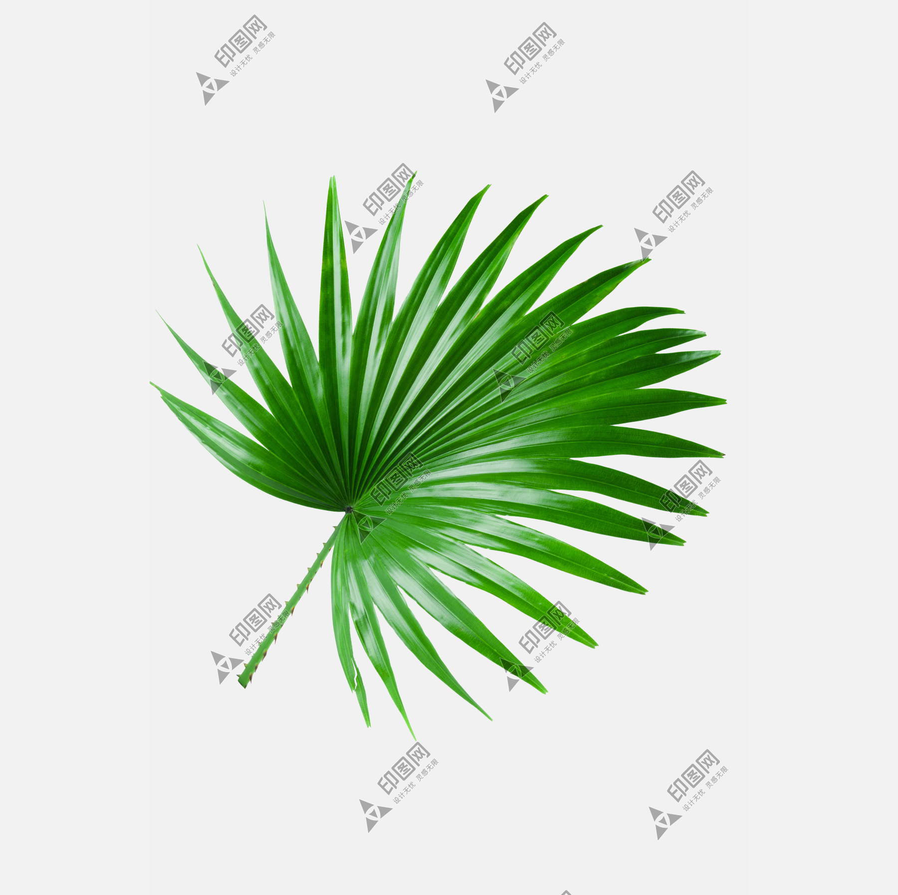 樹葉葉子png