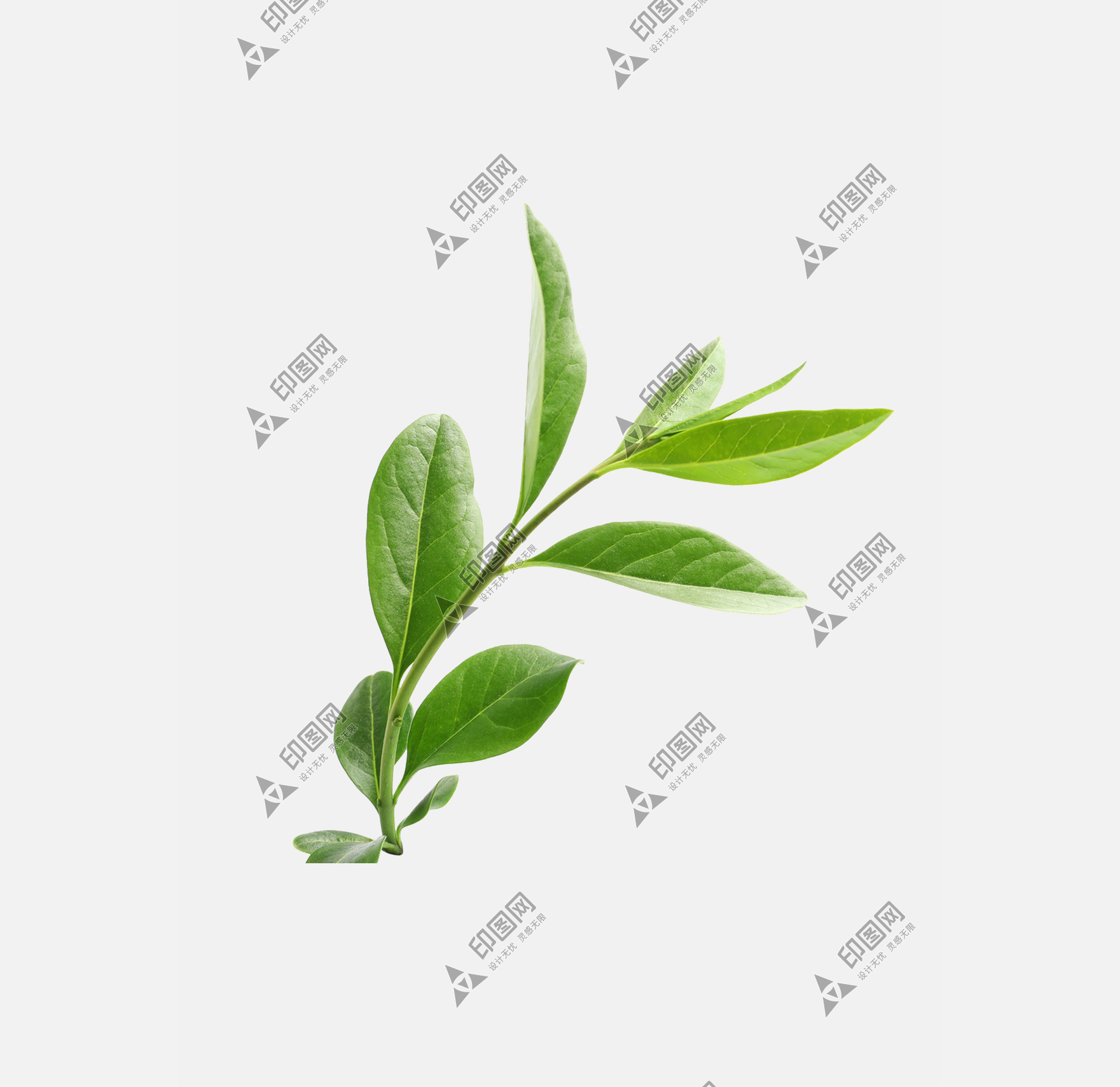 樹葉葉子png