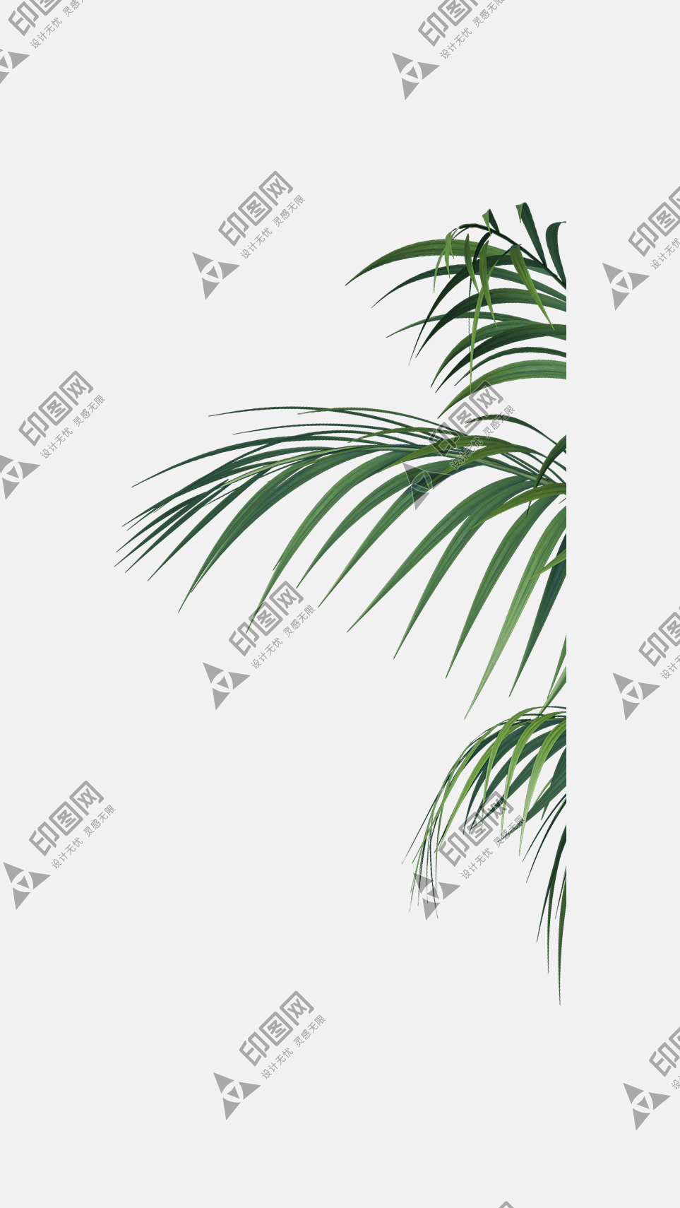 樹葉葉子png