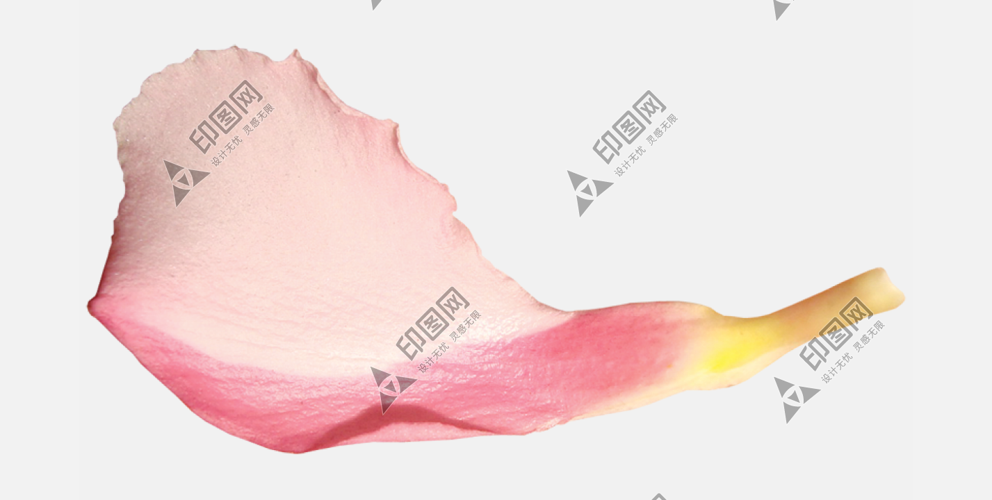 花瓣PNG素材