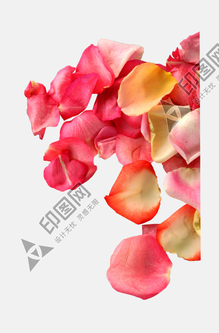 花瓣P(guān)NG素材
