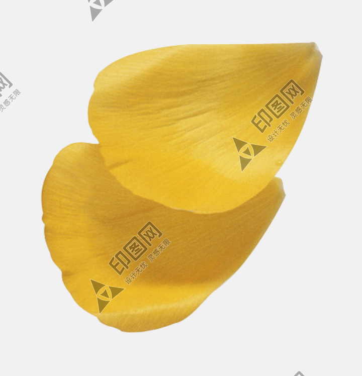 花瓣PNG素材